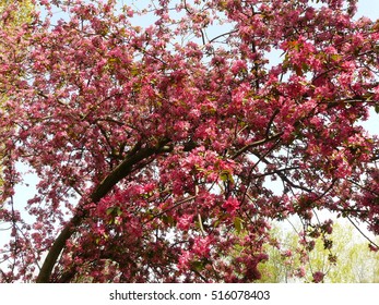 Pink trees