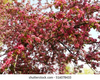Pink trees