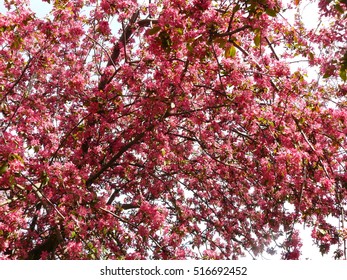 Pink trees