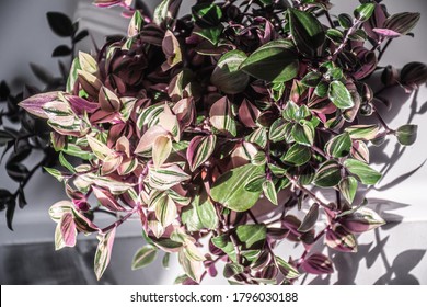 Wandering Jew Flower Hd Stock Images Shutterstock