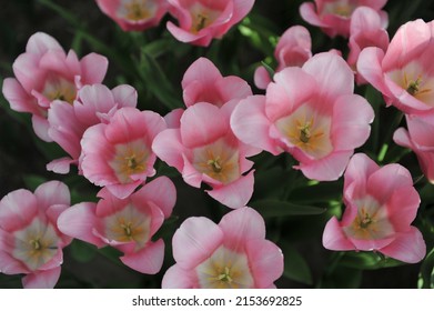 Pink Triumph tulips (Tulipa) Matchmaker bloom in a garden in March