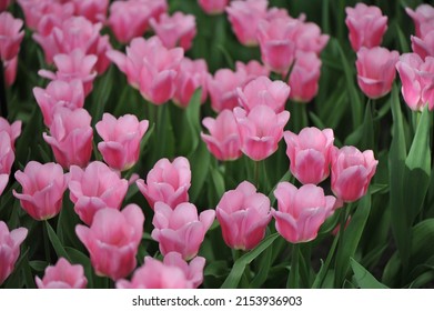Pink Triumph tulips (Tulipa) Matchmaker bloom in a garden in April