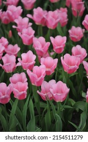 Pink Triumph tulips (Tulipa) Matchmaker bloom in a garden in March