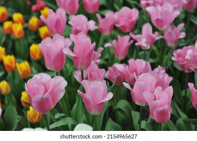 Pink Triumph tulips (Tulipa) Matchmaker bloom in a garden in April
