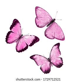  pink tropical butterflies isolated on a white background. moths for design