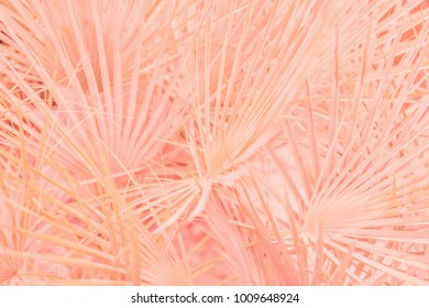 Pink tropical leaves background picture - Shutterstock ID 1009648924