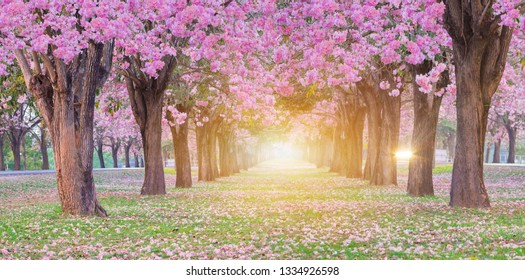 Pink trumpet flowers blooming romantic tunnel tree with orange light of the sunrise.