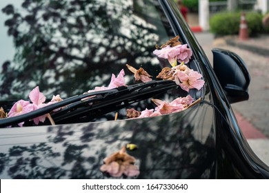 Pink Trumpet Tree Flower Falling On A Car Windshield