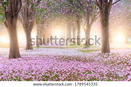 Pink trumpet tree and flowers blossom and falling at the garden tunnel on morning with sunlight.