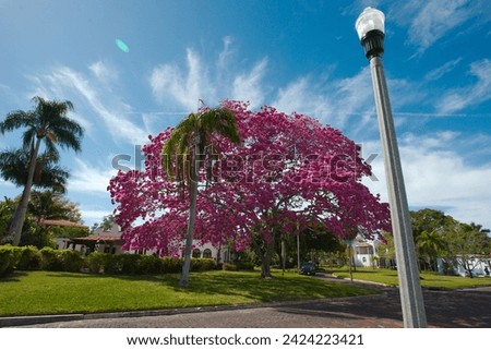 Pink trumpet tree (Handroanthus heptaphyllus) near Coffee Pot Bayou In St. Petersburg, Florida. Wide angle view looking into the bright sun later in the afternoon before sunset.  Stok fotoğraf © 