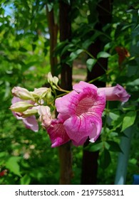 Pink Trumpet Vine Or Trumpet Vine