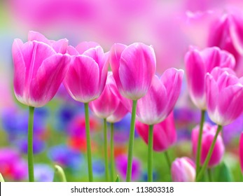 pink tulip with bokeh - Powered by Shutterstock