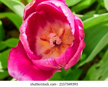 pink tulip close-up in a green flower bed on a beautiful sunny spring day. background for designers, artists, computer desktop