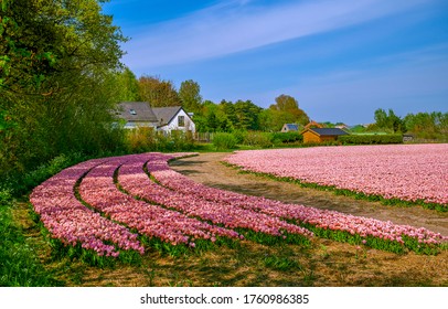 Pink Tulip Farm On Flower Field