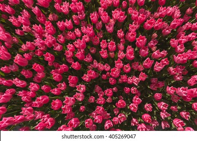 Pink Tulip Field In North Holland During Spring. The Netherlands, Europe. Top View. Flower Background.