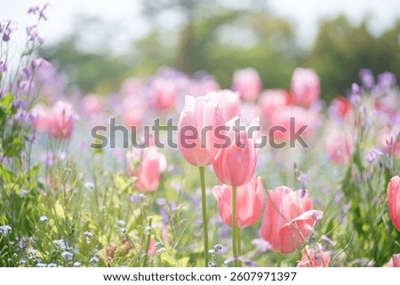 たくさんのピンクのチューリップ畑Lots of pink tulip fields