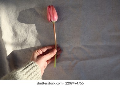 So Pink Tulip Flower Bulb Held In Hand On Cream Linen Background