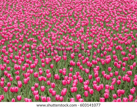 Pink tulip flower field background.