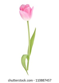 Pink Tulip  Flower Isolated On White Background Cutout