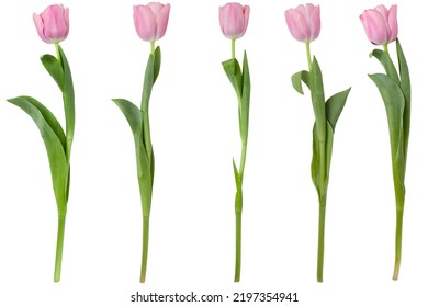 Pink tulip flower isolated on white background. Spring tulip flowers. Easter or Valentine's day greeting card. Woman's day.