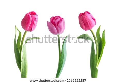 Pink tulip flower isolated on white background