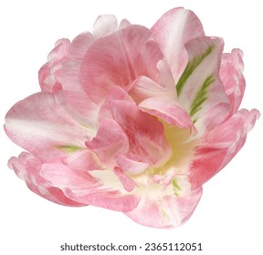 Pink  tulip flower  on white isolated background with clipping path. Closeup. For design. Studio shot. Nature. 