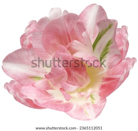 Pink  tulip flower  on white isolated background with clipping path. Closeup. For design. Studio shot. Nature. 