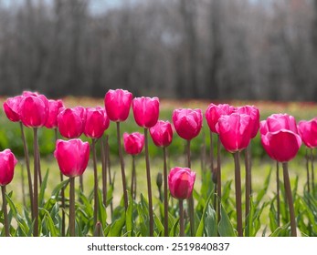 Fondo pantalla flor tulipán