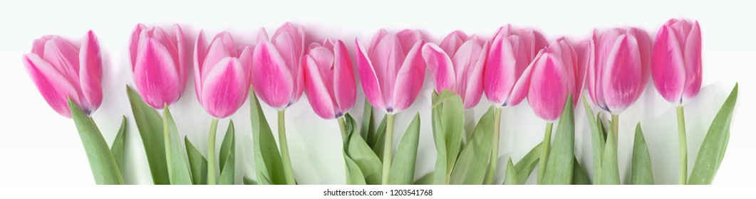 Pink tulip flowers border isolated on white background. Flat lay. Top view