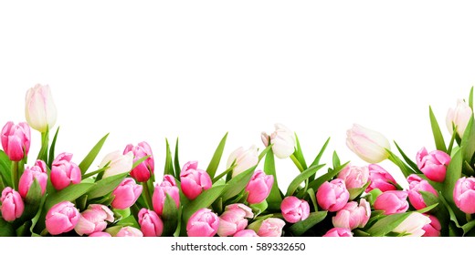 Pink tulip flowers border isolated on white background