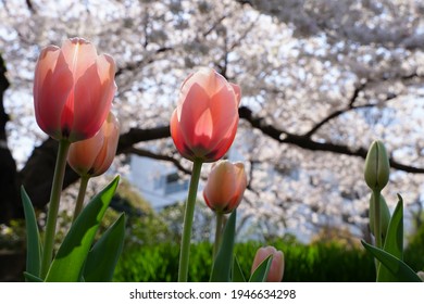日本の花園公園では ピンクのチューリップの花や桜が咲いています 春の3月と4月 の写真素材 今すぐ編集