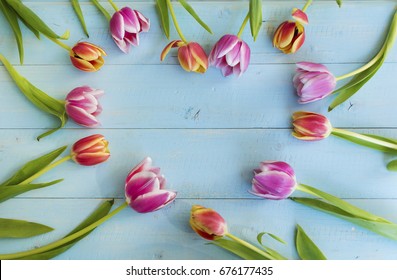 pink tulip flowers on a blue wooden  background .Top view 