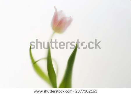 pink tulip with leaves on light background in blur texture filter