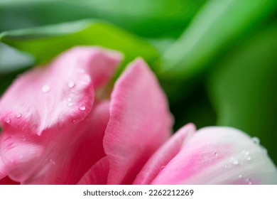 Pink tulip macro shot with drops. Spring background.  - Powered by Shutterstock