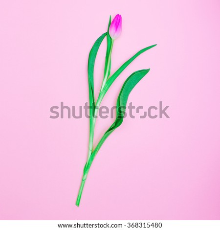 Pink Tulip.  Minimal style design.