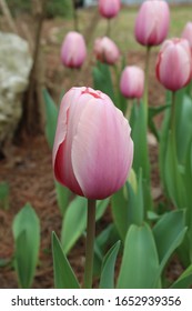 Pink Tulip In Monroe Louisiana