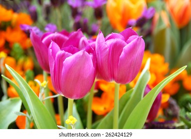 pink tulip on the garden