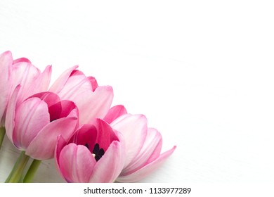 Pink tulip on white background