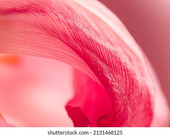 Pink Tulip Petal Close Up