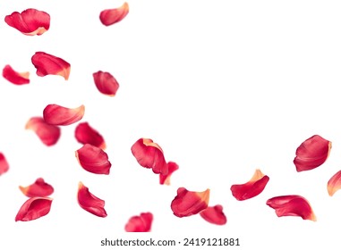 pink tulip petals fly in a semicircle, on an isolated white background