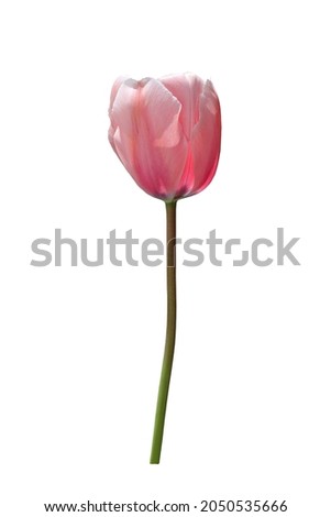 Pink tulip plant flower on isolated white background.