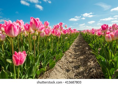 Pink tulips - Shutterstock ID 413687803