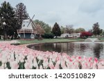Pink tulips around a pond with a Dutch windmill and other beds of tulips and spring trees in the Sunken Gardens Park in Pella, Iowa in the spring time. 