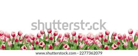 Pink tulips bottom of frame border banner isolated cutout on white background