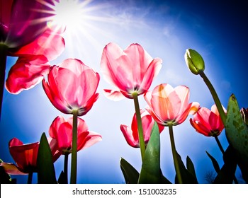 Pink Tulips At Canberra's Floriade Festival