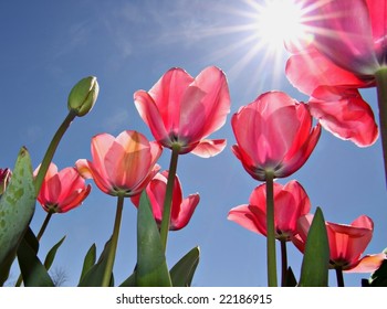 Pink Tulips At Canberra's Floriade Festival