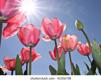 Pink Tulips At Canberra's Floriade Festival