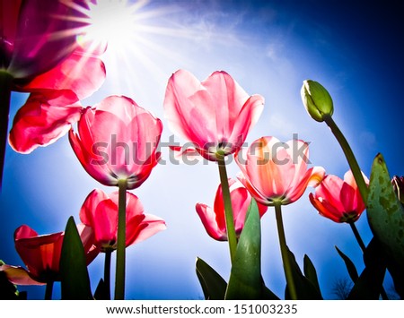 Similar – Tulips Tulips Tulips Tulips