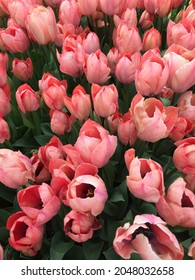 Pink Tulips Close Up In Park Tulipmania (tulipomania ) Triumph Tulips