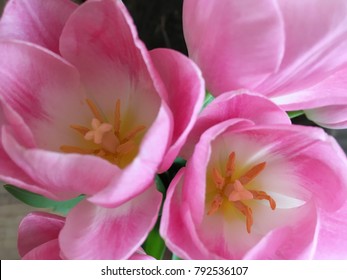 pink tulips close up. cute pink tulips. spring pink flowers. 